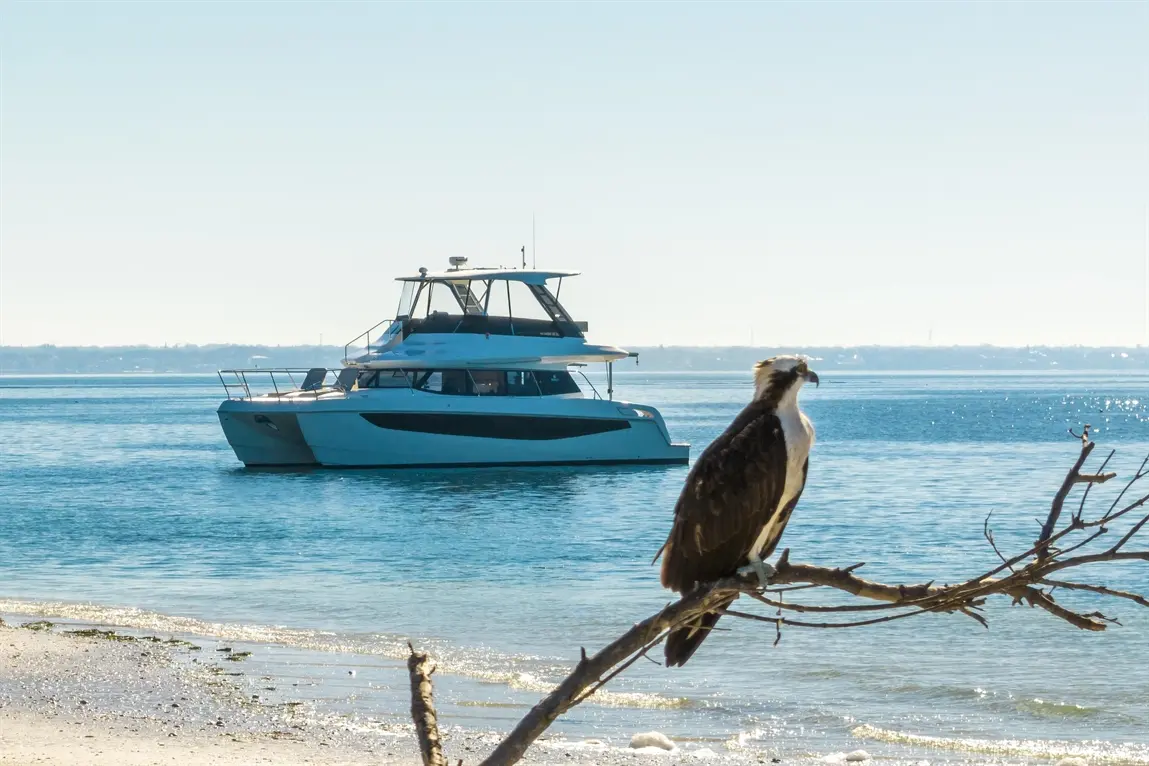 A majestic osprey perches on a branch, with a blue and white catamaran in the serene water background.
